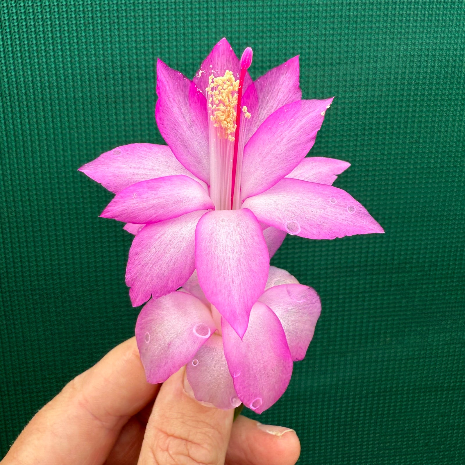 Zygocactus Vila Velha