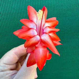 Zygocactus Sunburst Fantasy