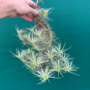 Tillandsia - tenuifolia 'Bonsall Beauty' (Mature Clump) NEW