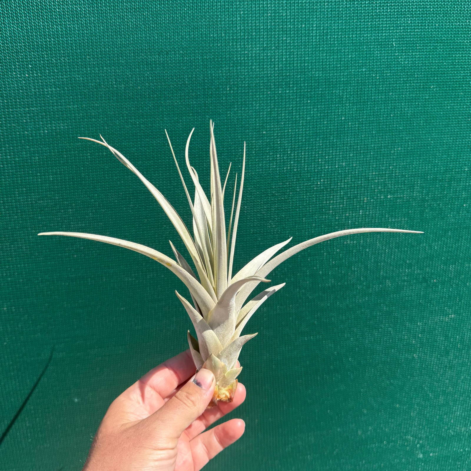 Tillandsia - Silver Queen ex. OM NEW