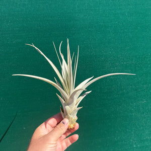 Tillandsia - Silver Queen ex. OM NEW