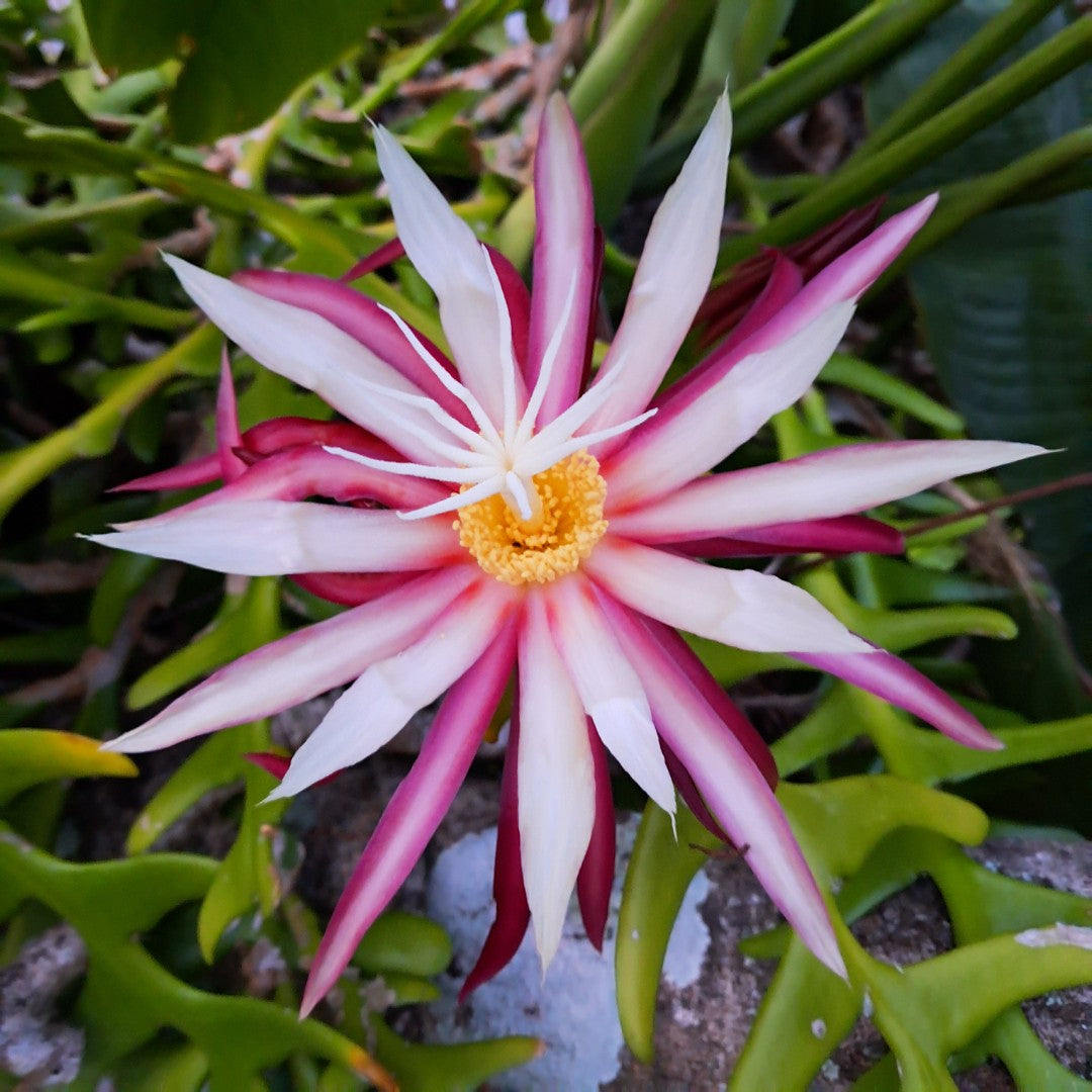 Selenicereus anthonyanus  'Zigzag' - EP15