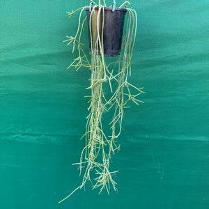 Rhipsalis neves-armondii - R11