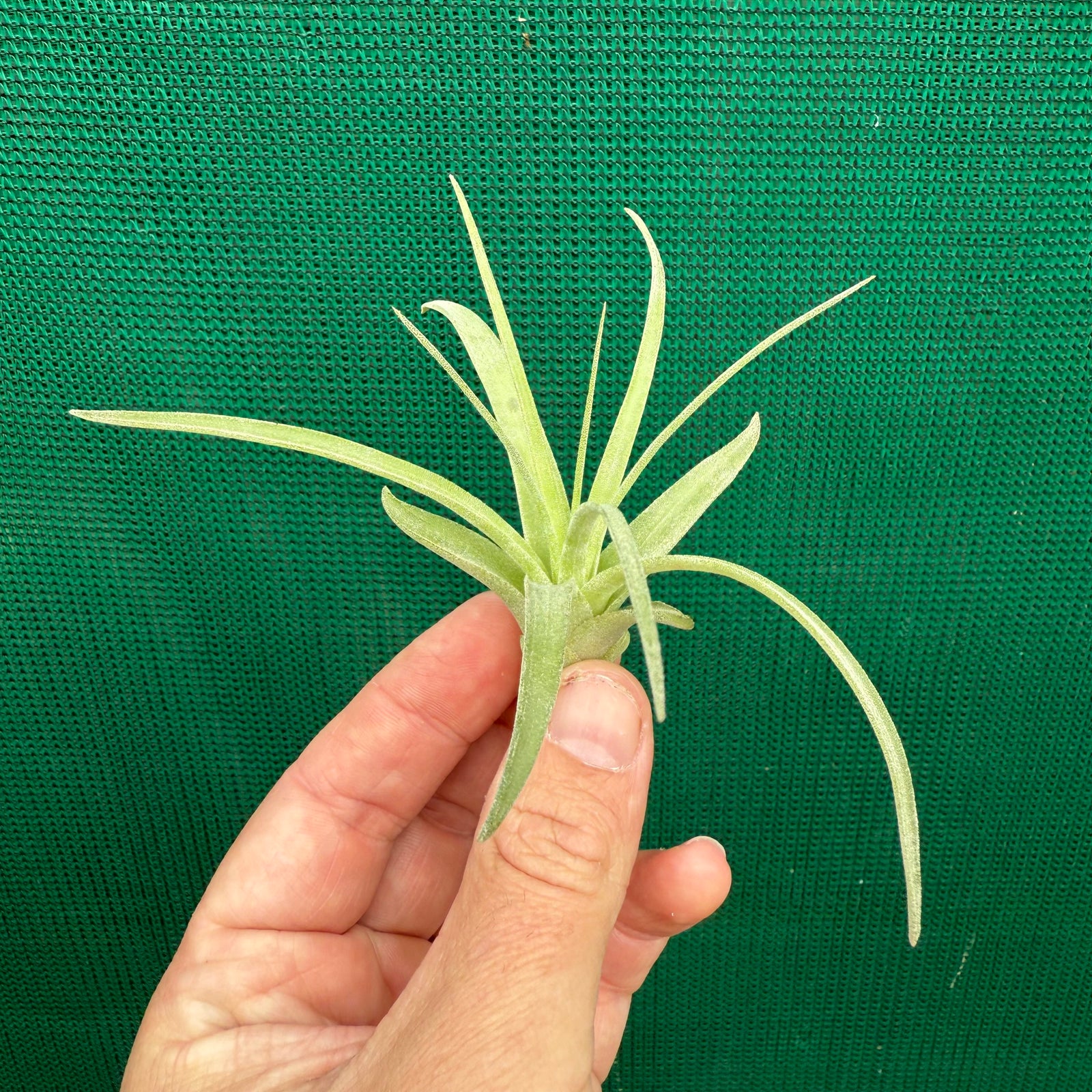 Tillandsia - ionantha x velutina (Nat. Hybrid) ex. PT