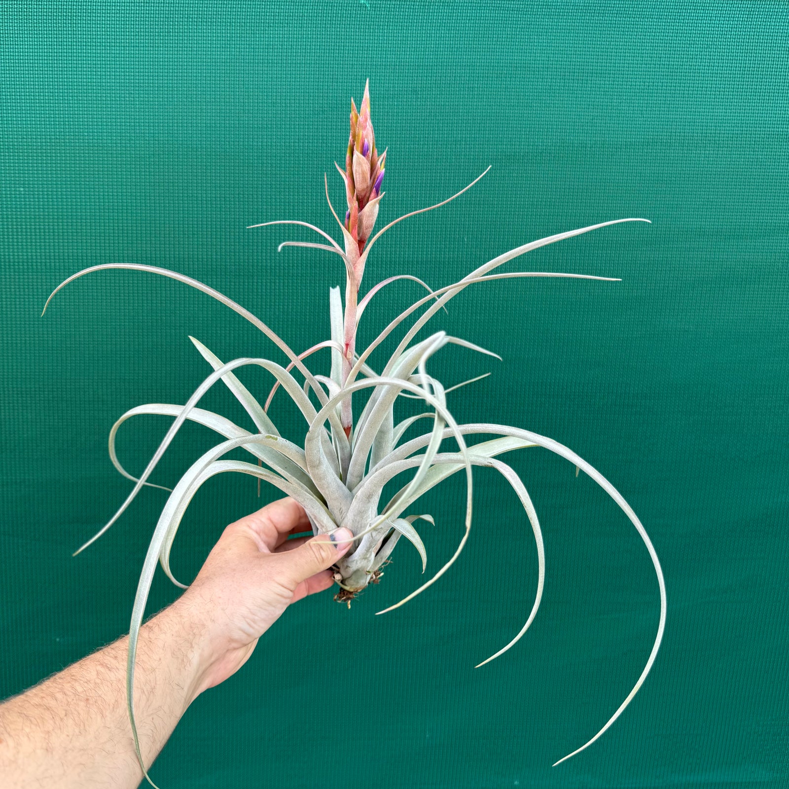 Tillandsia - Aquila Gold ex. GK