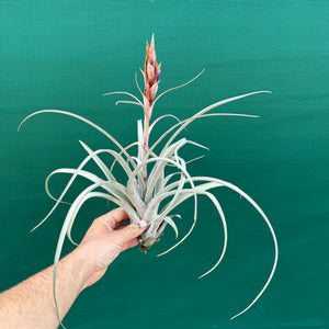 Tillandsia - Aquila Gold ex. GK
