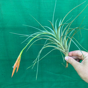 Tillandsia - Holm’s Verlescens ex. PT