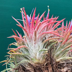Tillandsia ionantha ‘BOE1593’ NEW