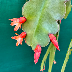 Lepismium monacanthum ssp. Espinosa