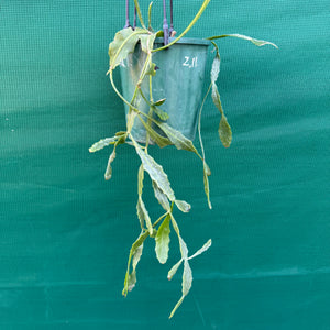 Rhipsalis oblonga - R19