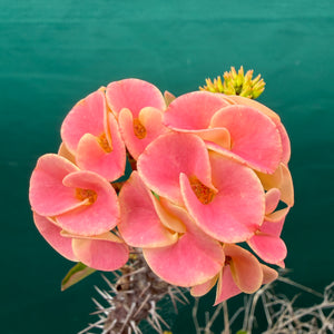 Poysean - Euphorbia milii P075 NEW