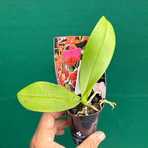 Phalaenopsis ‘Lady Luck’ NEW