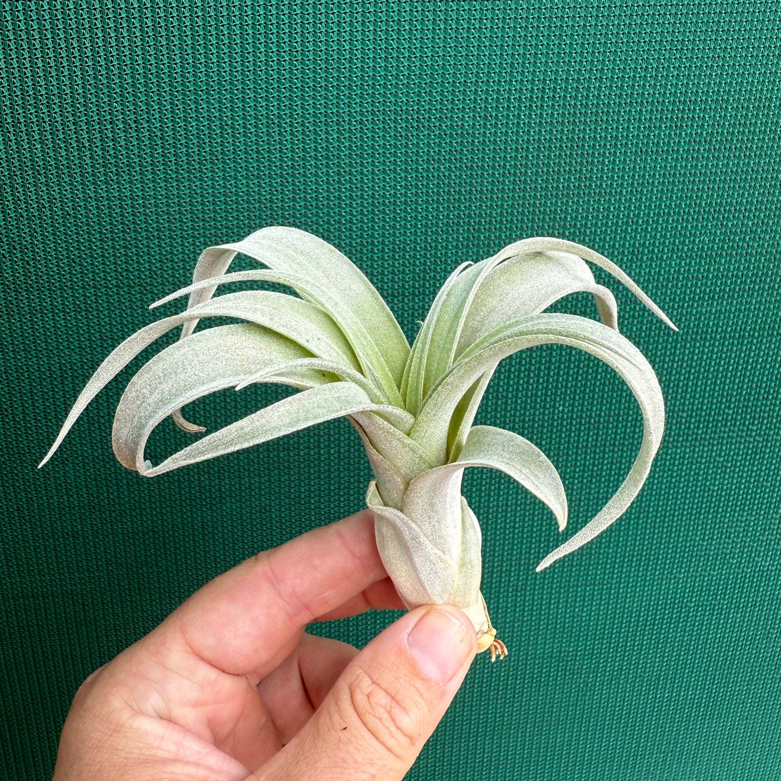 Tillandsia - Graceful ex. NR NEW