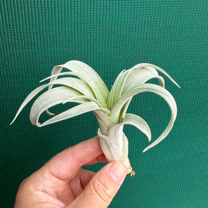 Tillandsia - Graceful ex. NR NEW