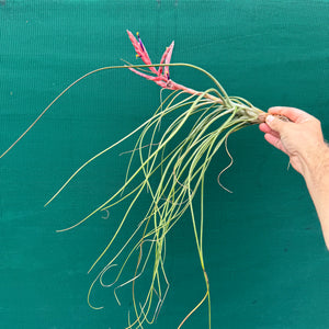 Tillandsia - Kacy ex. NR