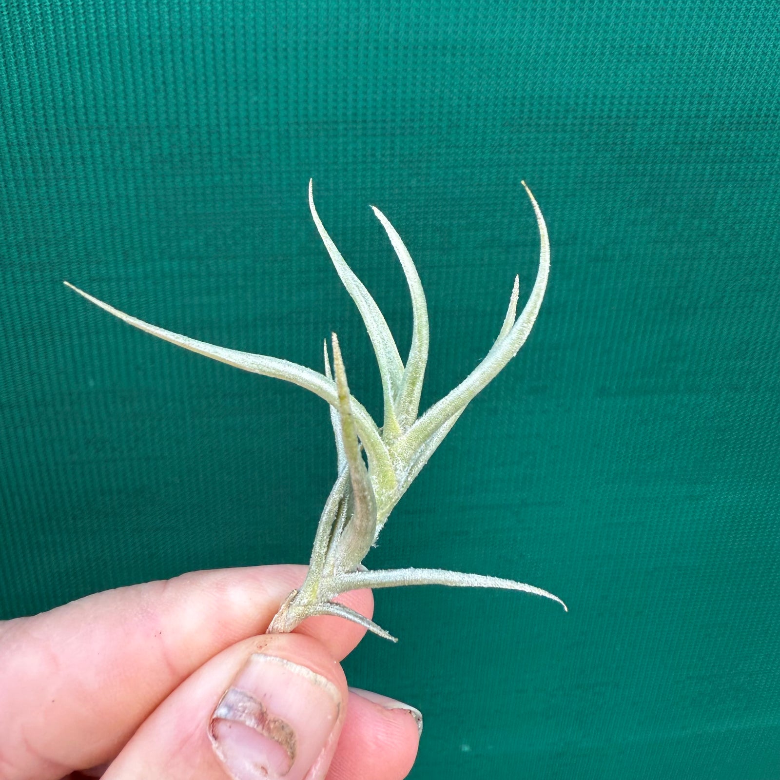 Tillandsia - erecta NEW
