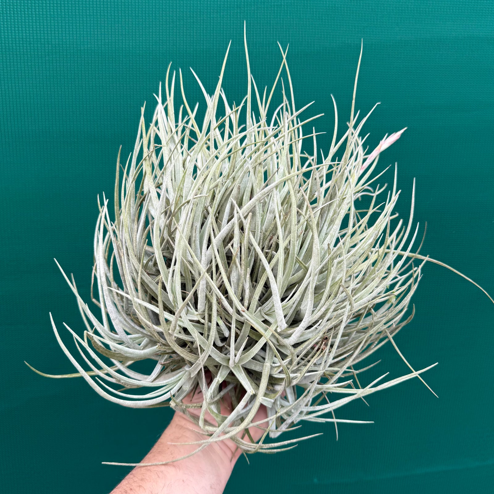 Tillandsia glabrior (Mature Clump)