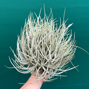 Tillandsia glabrior (Mature Clump)