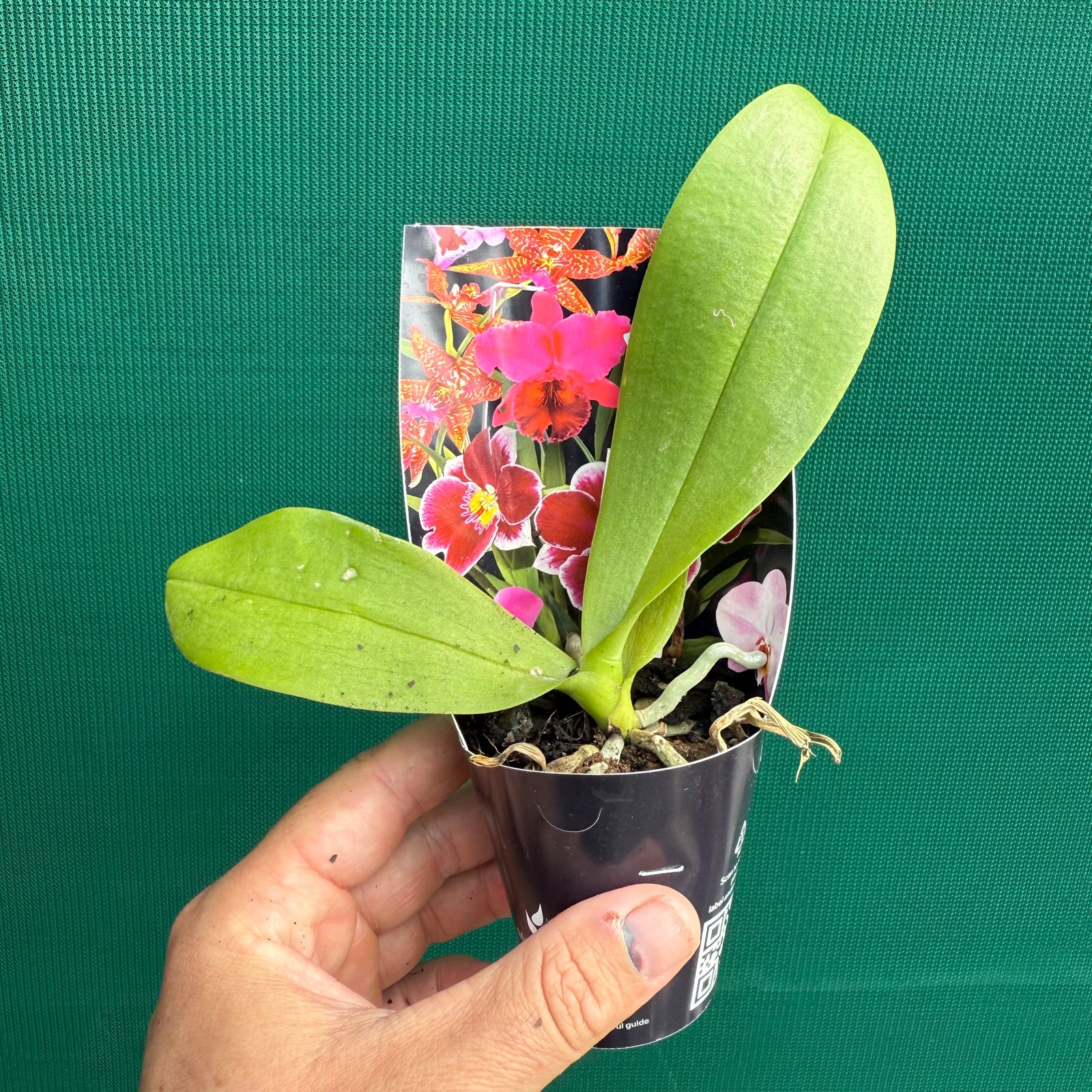 Phalaenopsis ‘Lady Luck’ NEW