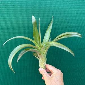 Tillandsia - flabellata ‘Giant Red’ ex. PT NEW