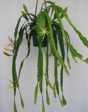 Disocactus macranthus Mexico EP21 NEW