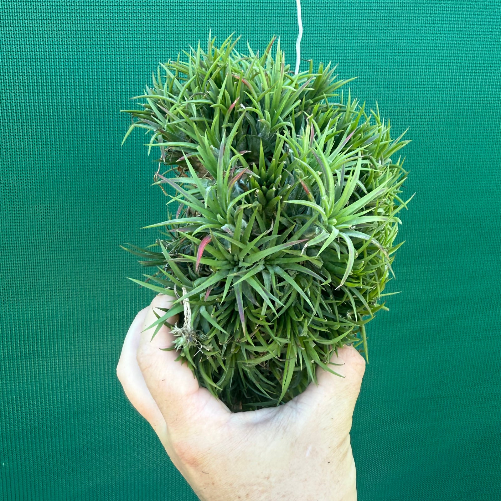 Tillandsia ionantha ‘BOE1590’ ex. PT (Mature Clump)