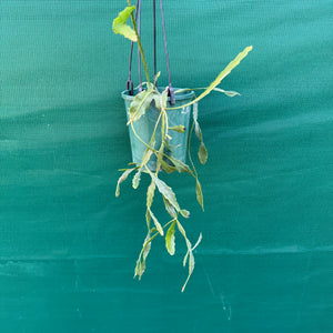 Rhipsalis oblonga - R19