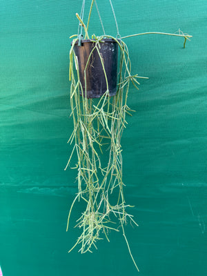 Rhipsalis neves-armondii - R11