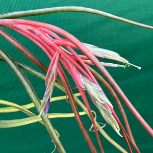 Tillandsia - bulbosa x streptophylla ? ex. BG NEW