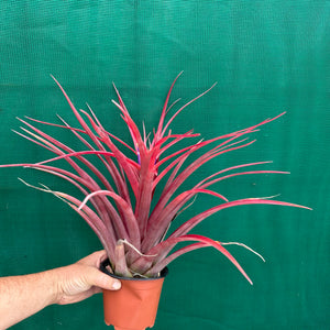 Tillandsia - capitata ‘Cuban Red’ ex. LK NEW