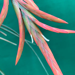 Tillandsia - vernicosa Hybrid ex. BG