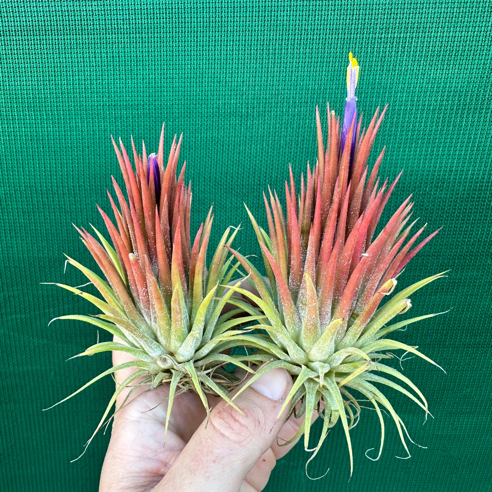 Tillandsia - ionantha ‘Thai Stricta’