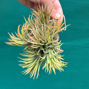 Tillandsia ionantha ‘BOE714’ (Mature Clump) NEW