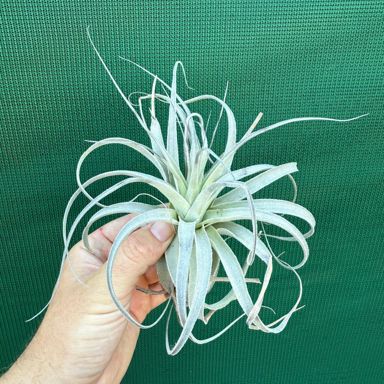 Tillandsia - Salmon Queen NEW
