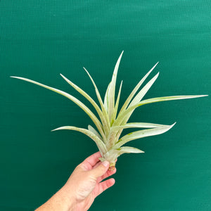 Tillandsia - capitata ‘Purple & Yellow Mex’ ex. PT NEW