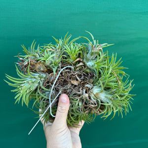 Tillandsia ionantha ‘BOE685’ (Mature Clump)