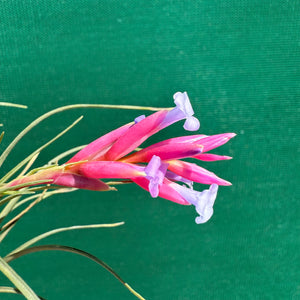 Tillandsia - tenuifolia ‘Valhalla S. Africa’ ex. PT