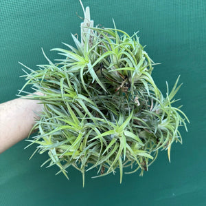 Tillandsia neglecta (Mature Clump)