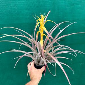 Tillandsia - capitata Yellow x capitata Marron ex. OM