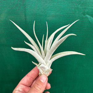 Tillandsia - Majestic ex. RFI