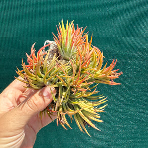 Tillandsia - ionantha 'BOE714' ex. BD NEW