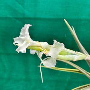 Tillandsia - xiphioides (Fragrant) ex. JO