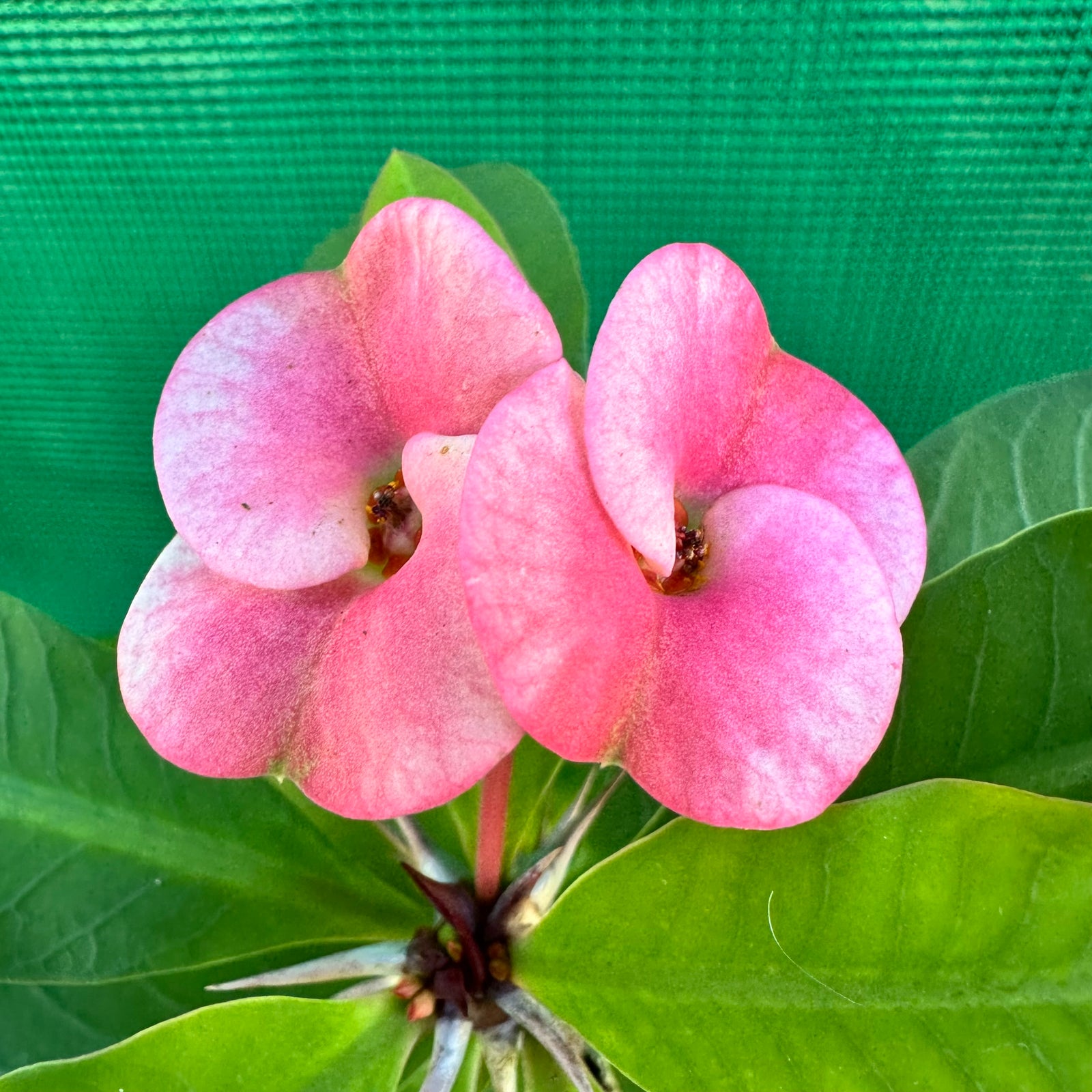 Poysean - Euphorbia milii P062