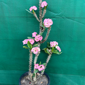 Poysean - Euphorbia milii P022