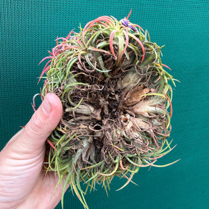 Tillandsia ionantha ‘BOE1590’ (Mature Clump)
