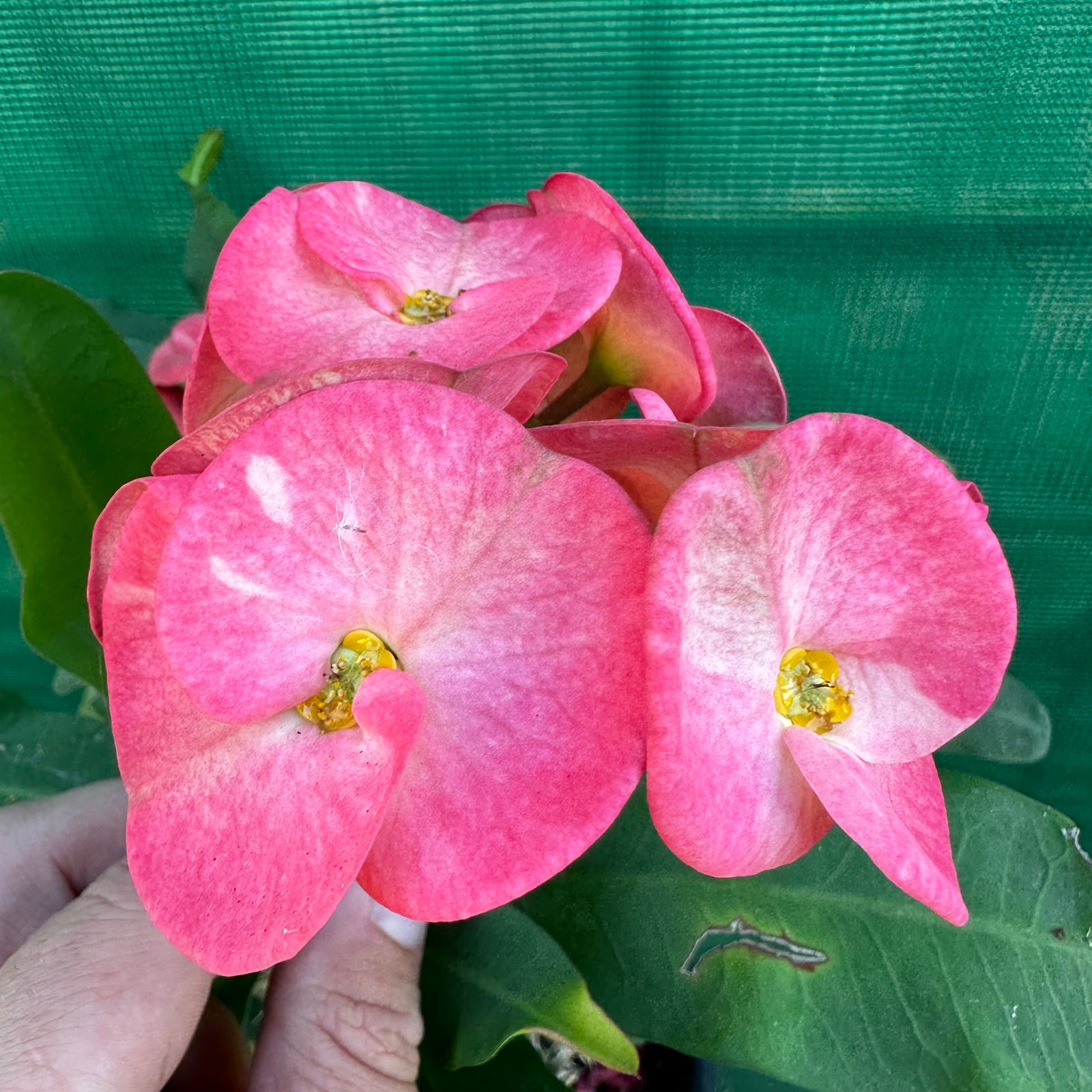 Poysean - Euphorbia milii P100