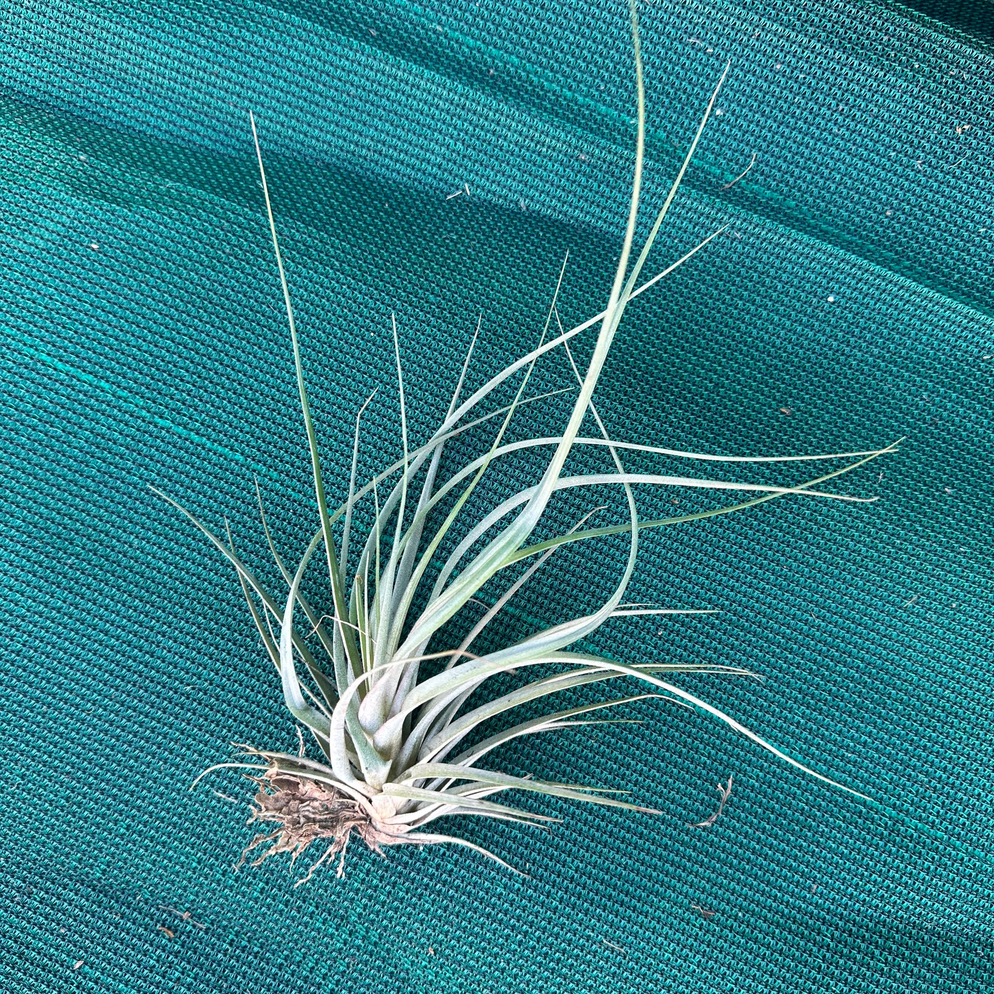 Tillandsia - fasciculata