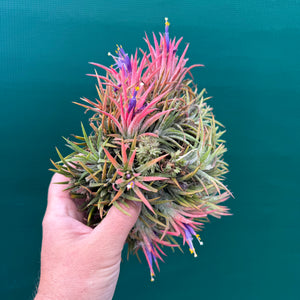 Tillandsia ionantha ‘BOE1593’ (Mature Clump)