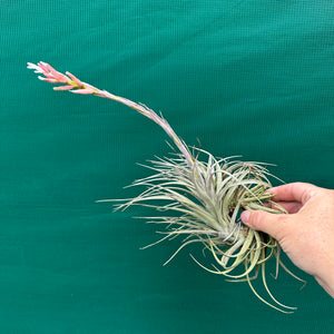 Tillandsia - milagrensis ex. BD NEW