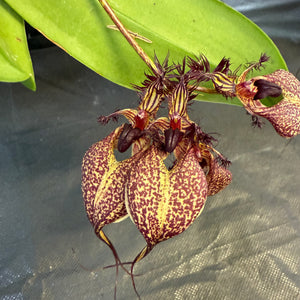 Orchid - Bulbophyllum rothschildianum
